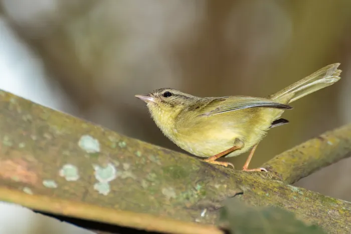 File:Three-striped Warbler - Chiví Tres Rayas (Basileuterus tristriatus bessereri) (14259290176).jpg