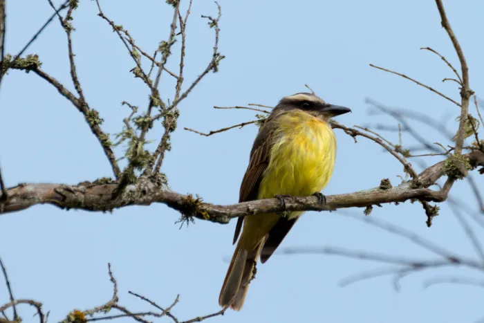 File:Golden-crowned Flycatcher - Atrapamoscas Corona Dorada (Myiodynastes chrysocephalus cinerascens) (11916860414).jpg