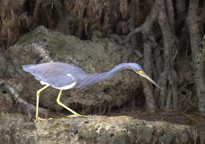 File:Tricolored Heron (Egretta tricolor) (15302622923).jpg