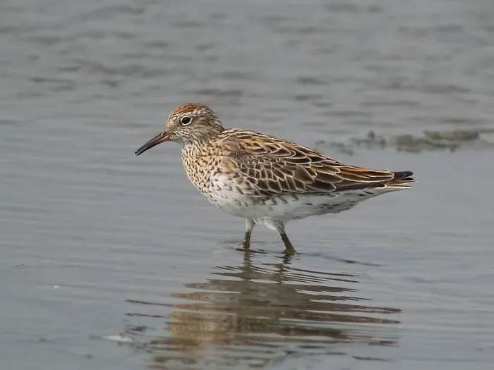 File:Calidris acuminata P4278959.jpg