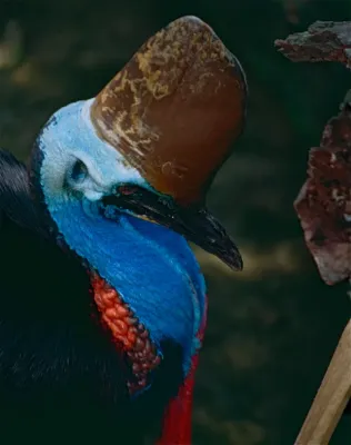 File:Southern Cassowary (Casuarius casuarius) (9741540559).jpg