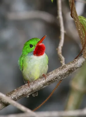 File:Todus todus cropped.jpg
