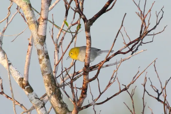 File:Yellow-headed Warbler (''Teretistris fernandinae'') .jpg