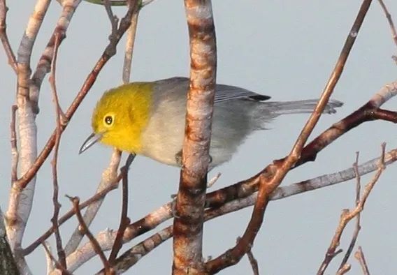 File:Yellow-headed Warbler (Teretistris fernandinae) cropped.jpg