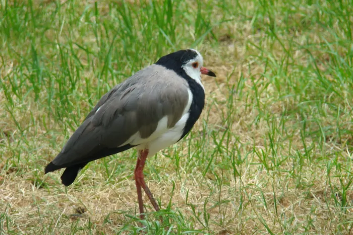 File:Vanellus crassirostris080527.JPG