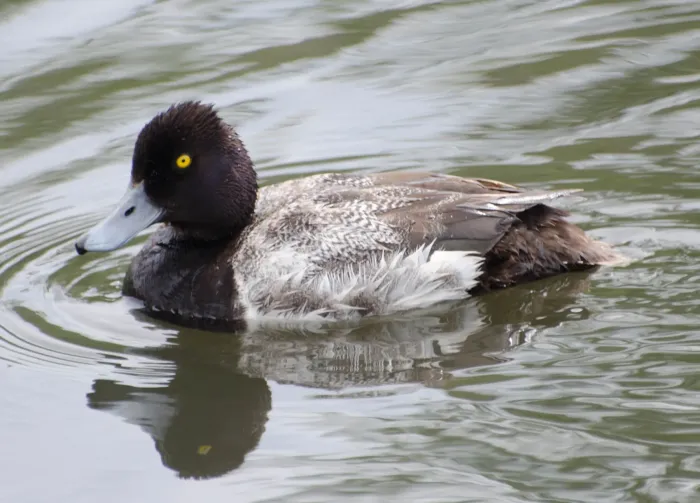 File:Lesser scaup - Aythya affinis.jpg