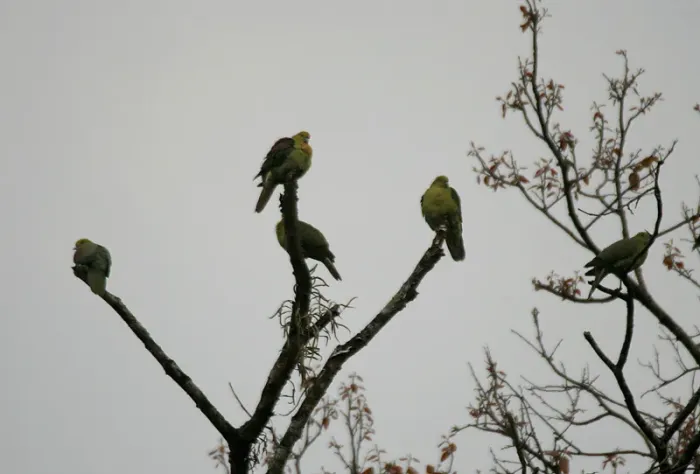 File:Treron sphenurus (Jayanti, Duars, West Bengal, India).jpg