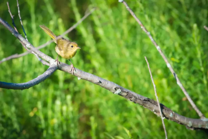 File:Common Yellowthroat (Geothlypis trichas) (19737368630).jpg