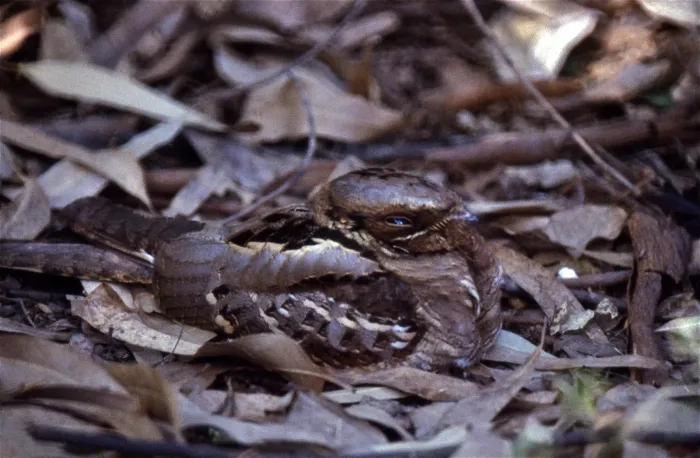 File:Large-tailed Nightjar (Caprimulgus macrurus) (19869622143).jpg