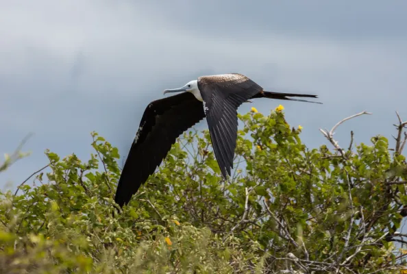File:Fragata común (Fregata minor), isla Lobos, islas Galápagos, Ecuador, 2015-07-25, DD 56.JPG
