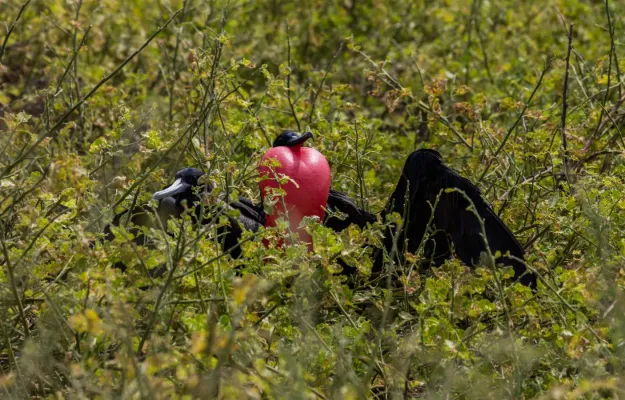 File:Fragata común (Fregata minor), isla Lobos, islas Galápagos, Ecuador, 2015-07-25, DD 58.JPG