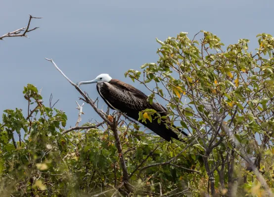 File:Fragata común (Fregata minor), isla Lobos, islas Galápagos, Ecuador, 2015-07-25, DD 55.JPG