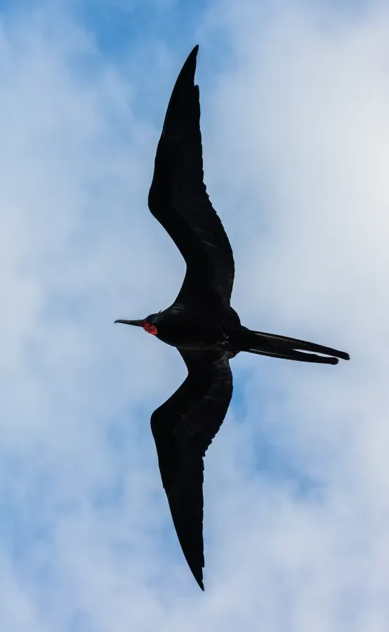 File:Fragata común (Fregata minor), isla Baltra, islas Galápagos, Ecuador, 2015-07-23, DD 43.JPG