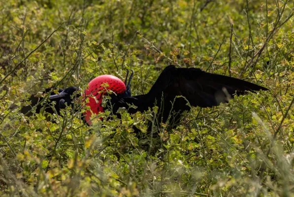 File:Fragata común (Fregata minor), isla Lobos, islas Galápagos, Ecuador, 2015-07-25, DD 57.JPG