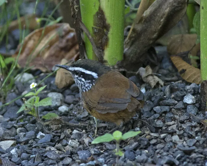File:Grey-breasted Wood-wren (Henicorhina leucophrys) (20700860392).jpg