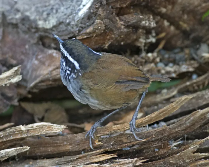 File:Grey-breasted Wood-wren (Henicorhina leucophrys) (20522140308).jpg