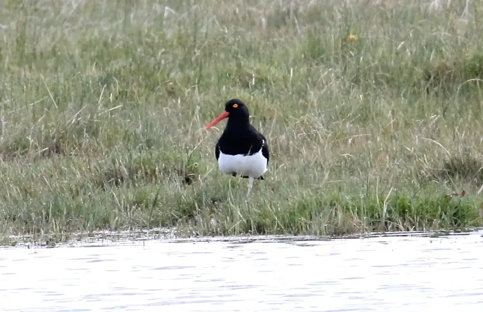File:Magellanic Oystercatcher (Haematopus leucopodus) (15771645658).jpg