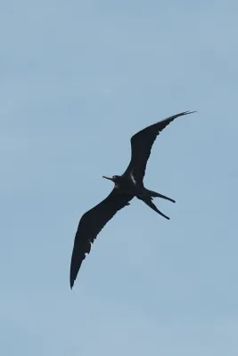 File:Fregata ariel - batuputih atas (1).JPG