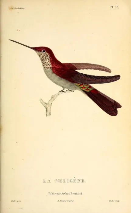 File:Bronzy inca (Coeligena coeligena) - BioDivLibrary.jpg