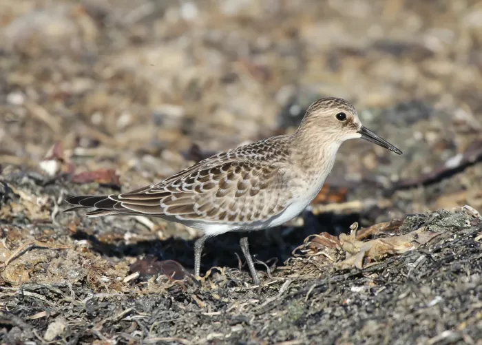 File:Calidris bairdii, Pillar Point Harbor, California 1.jpg