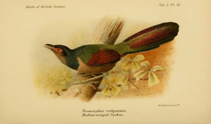 File:The birds of British Guiana, vol. 1 (1916), plate 09 (7794734630) Neomorphus rufipennis.jpg