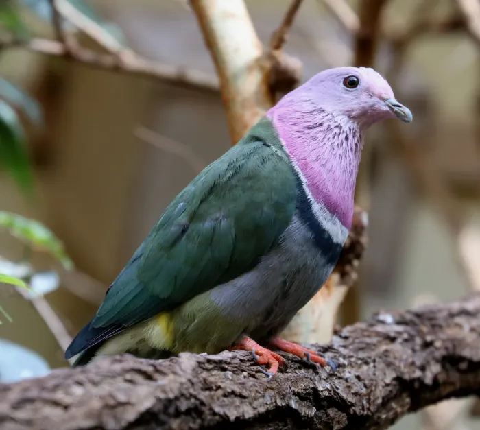 File:Rothals-Flaumfußtaube Rothals-Fruchttaube Ptilinopus porphyreus Zoo Augsburg-03.jpg