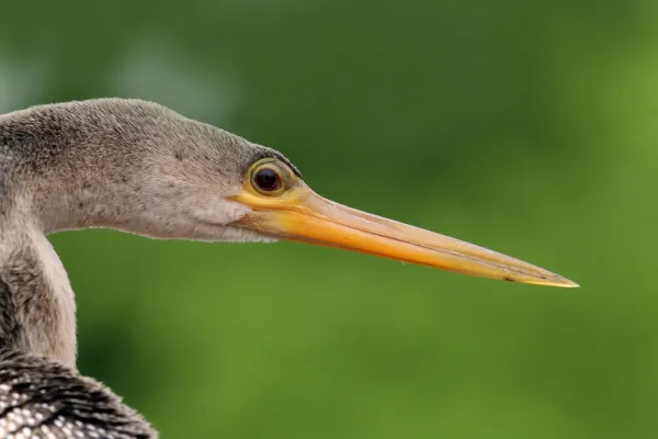 File:Anhinga (Anhinga anhinga) female head.jpg