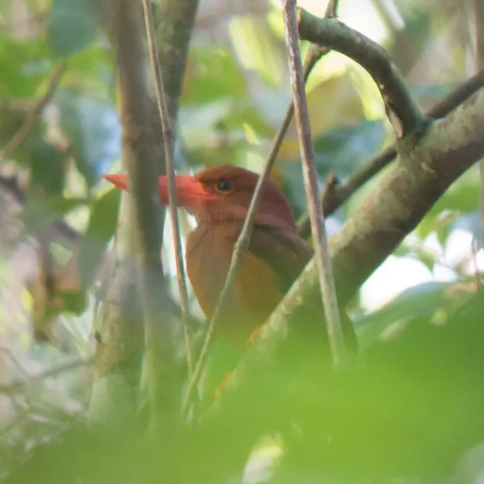 File:Halcyon coromanda, Palawan 1.jpg