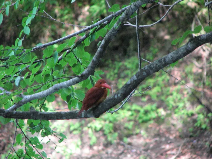 File:Halcyon coromanda, Fukaura-machi, Aomori Pref 1.jpg