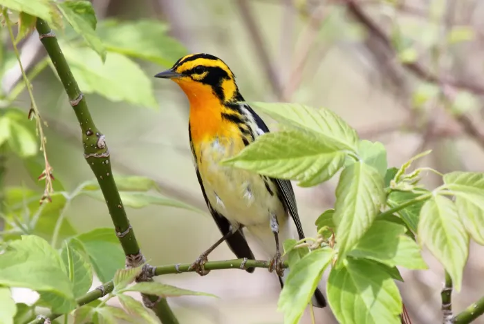 File:Blackburnian warbler (Setophaga fusca) (15412645342).jpg