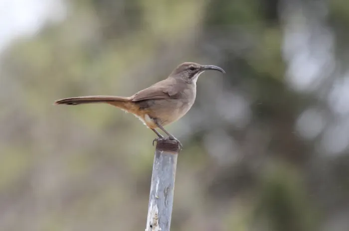 File:California Thrasher (Toxostoma redivivum) (13853834734).jpg