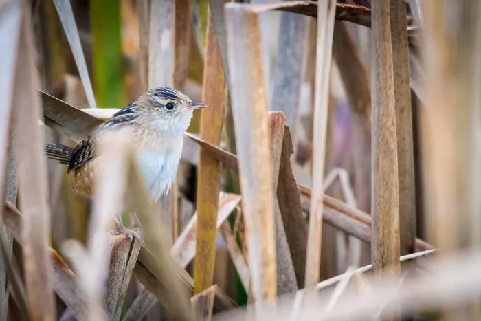 File:Sedge Wren (Cistothorus stellaris) (22276100980).jpg