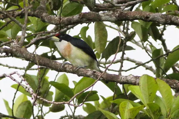 File:White-mantled Barbet (Capito hypoleucus) (8079738287).jpg