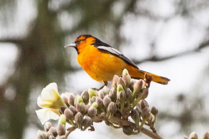 File:Bullock's Oriole (Icterus bullockii) (8079405295).jpg
