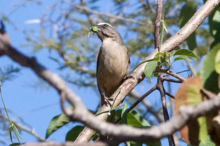 File:Greyish Saltator (Saltator coerulescens) (8079401861).jpg