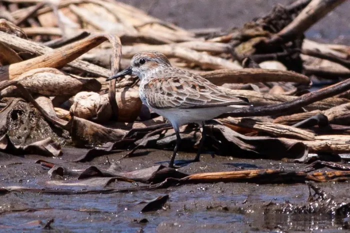 File:Western Sandpiper (Calidris mauri) (8079378783).jpg