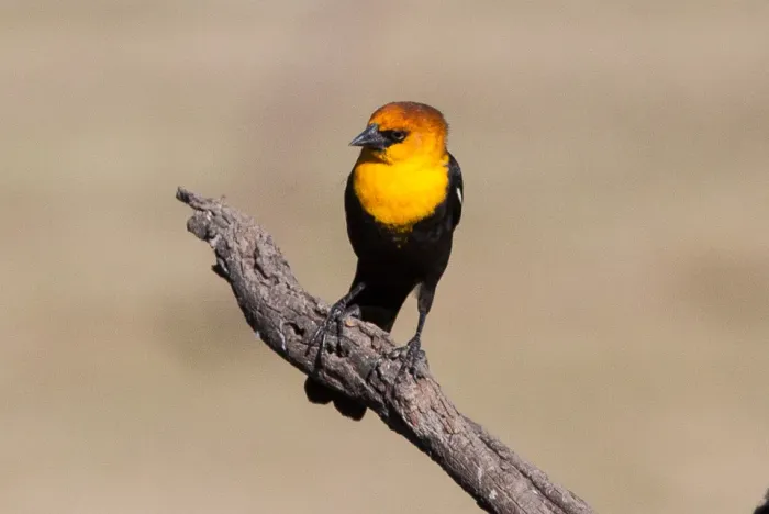 File:Yellow-headed Blackbird (Xanthocephalus xanthocephalus) (8079398110).jpg