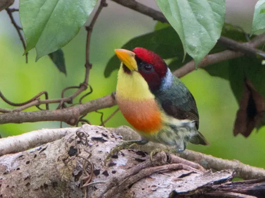 File:Lemon-throated Barbet (Eubucco richardsoni).jpg