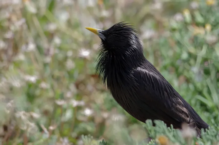 File:Étourneau unicolore (Spotless Starling) Sturnus unicolor (Tunis- Tunisia).jpg