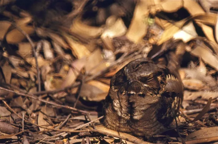 File:Large-tailed Nightjar (Caprimulgus macrurus) (20802184122).jpg