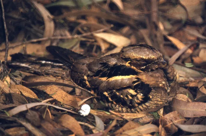 File:Large-tailed Nightjar (Caprimulgus macrurus) (20785458426).jpg