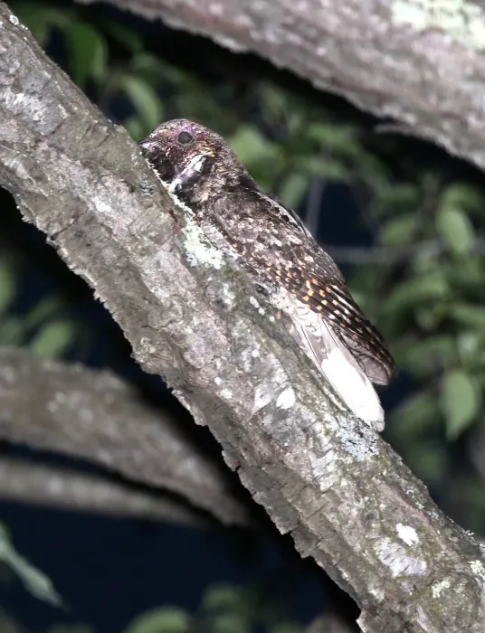 File:Antrostomus vociferus, Lancaster, Massachusetts 2.jpg