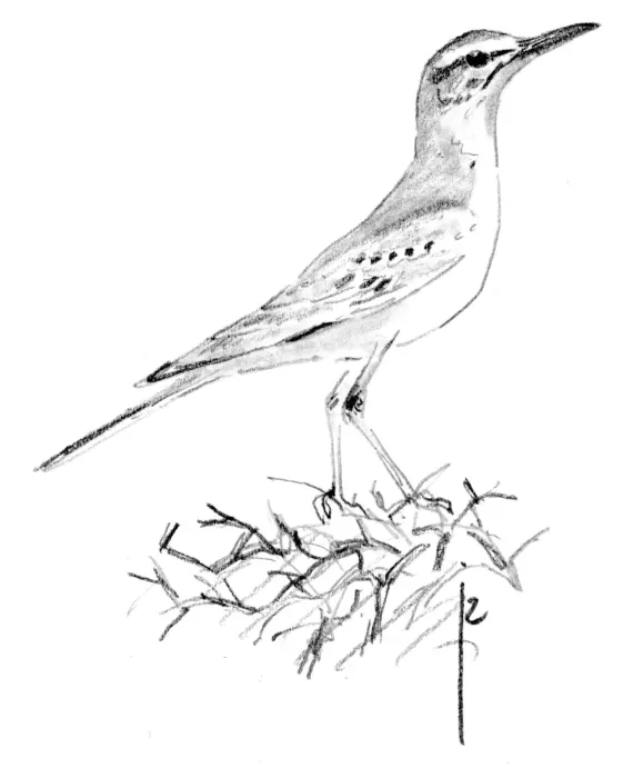 File:Witbandleeuwerik Alaemon alaudipes Jos Zwarts.jpg