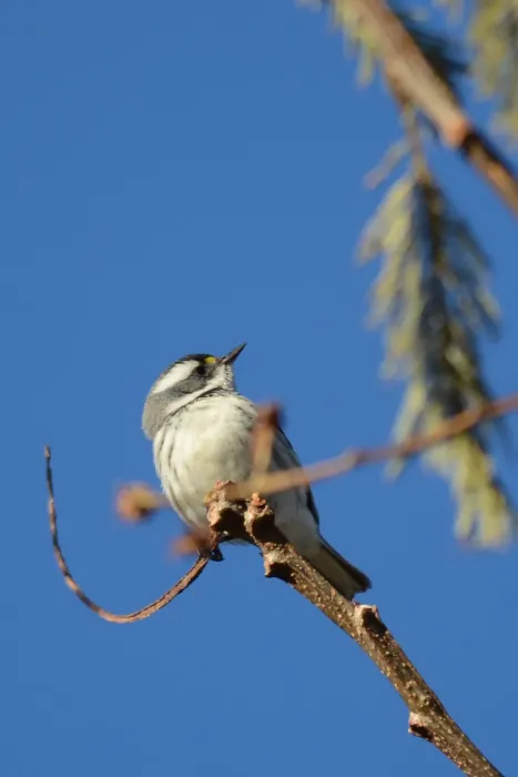 File:Setophaga nigrescens, Tepoztlan, Morelos 4.jpg
