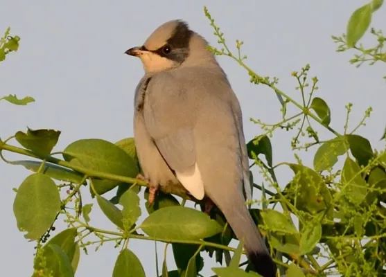 File:Hypocolius ampelinus pair-cropped.jpg