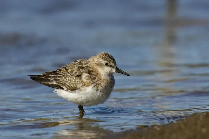 File:Red-necked Stint (Calidris ruficollis) (20872787579).jpg
