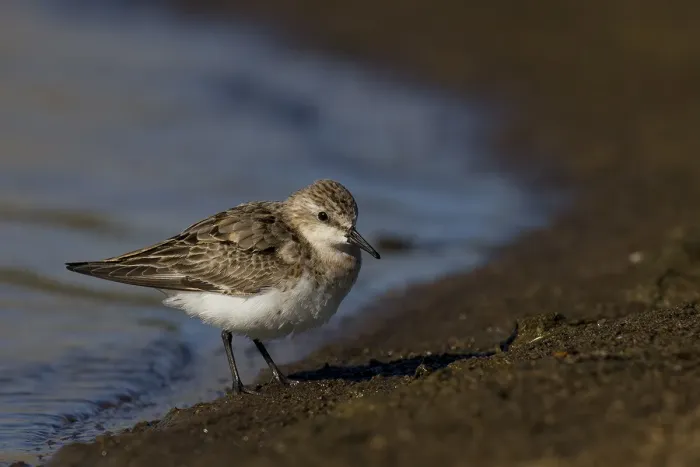 File:Red-necked Stint (Calidris ruficollis) (20871479090).jpg