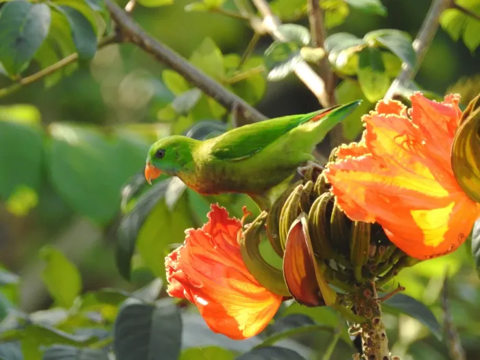 File:Vernal Hanging Parrot Loriculus vernalis by Dr Raju Kasambe (3).JPG