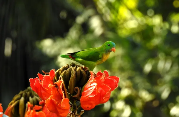 File:Vernal Hanging Parrot Loriculus vernalis by Dr Raju Kasambe (4).JPG