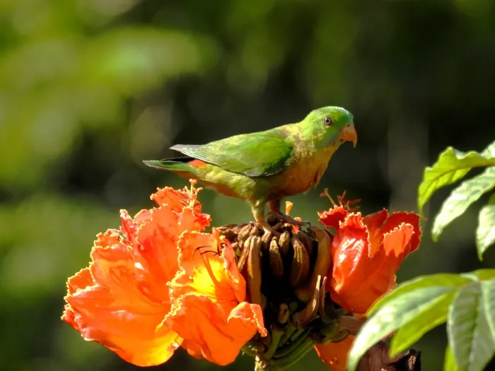 File:Vernal Hanging Parrot Loriculus vernalis by Dr Raju Kasambe (2).JPG